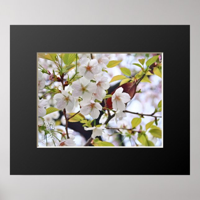 Affiche Cerisier en fleurs : Hotate (Devant)