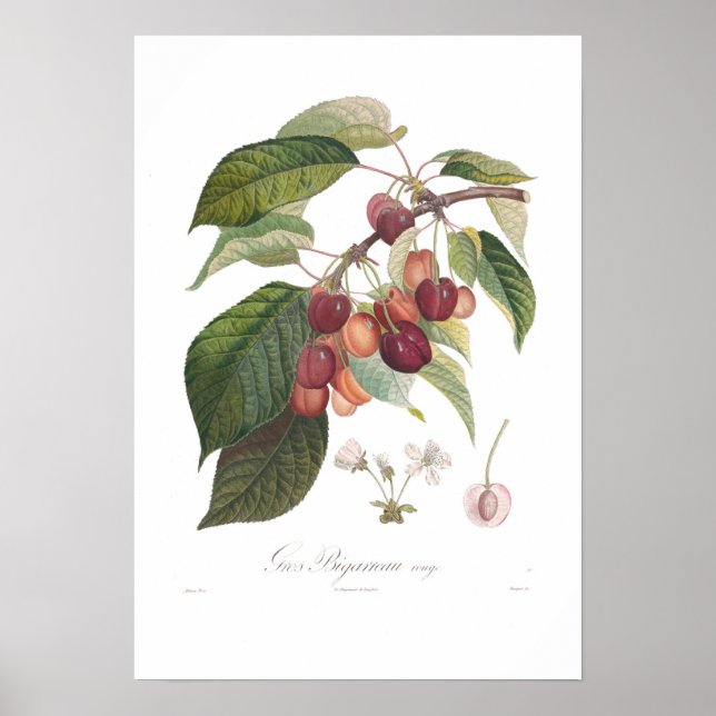 Affiche Cerisier, Grand Coeur (Devant)