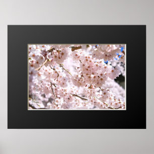 Affiche Cerisier pleureur ("Nara Ichiban-Zakura")