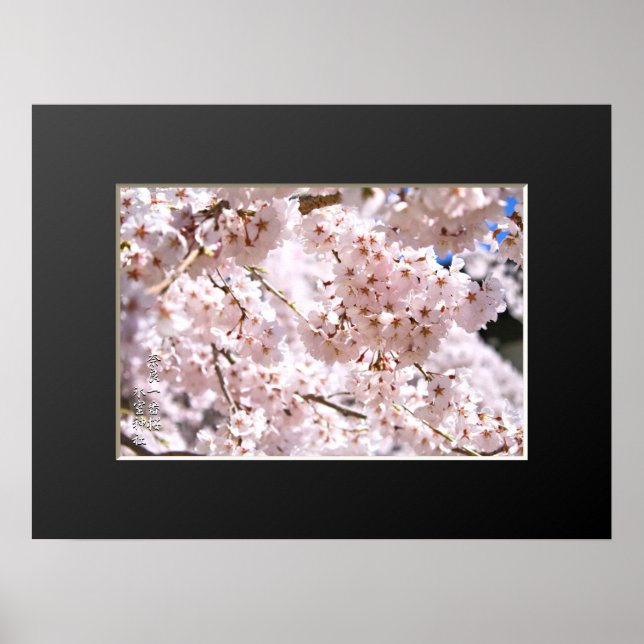 Affiche Cerisier pleureur ("Nara Ichiban-Zakura") (Devant)