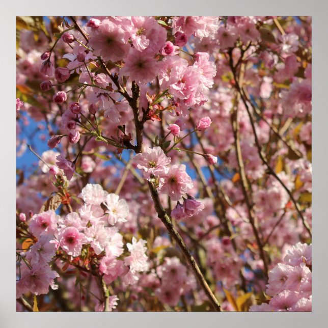 Affiche Cerisier Rose Fleur de Printemps (Devant)