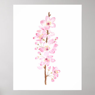 Affiche cerisier rose fleur rose sakura aquarelle