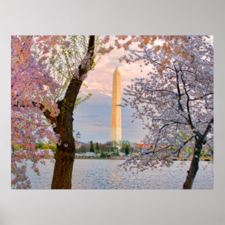Affiche Cerisiers en fleurs