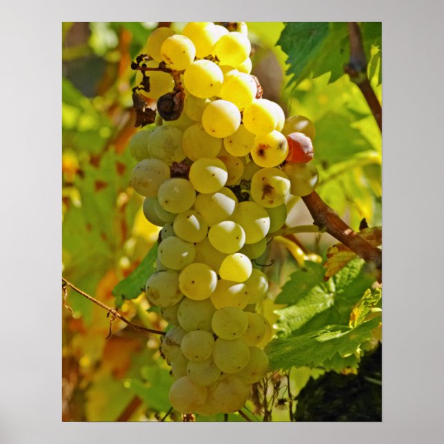 Affiche Certains Chasselas dans le vignoble - plantés il y (Devant)