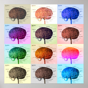 Affiche Cerveau/Couleur