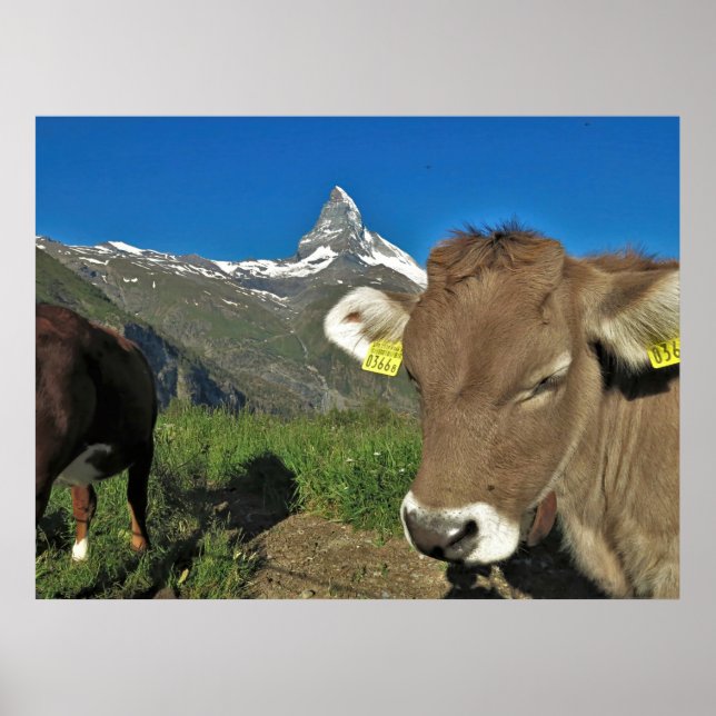 Affiche Cervin et vache (Devant)