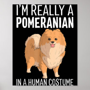 Affiche C'est un costume humain Un chien Pomeranian Hallow