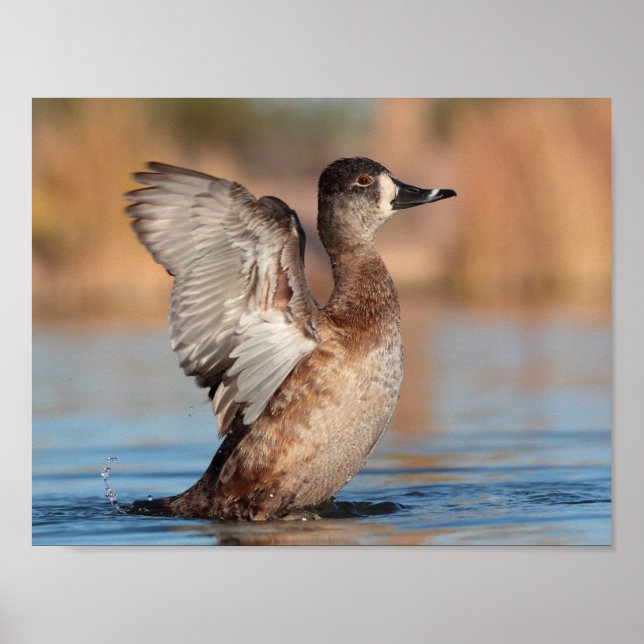 Affiche C'est un Flapper (Devant)