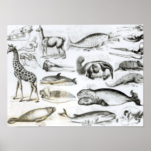 Affiche Cétacée Edentata