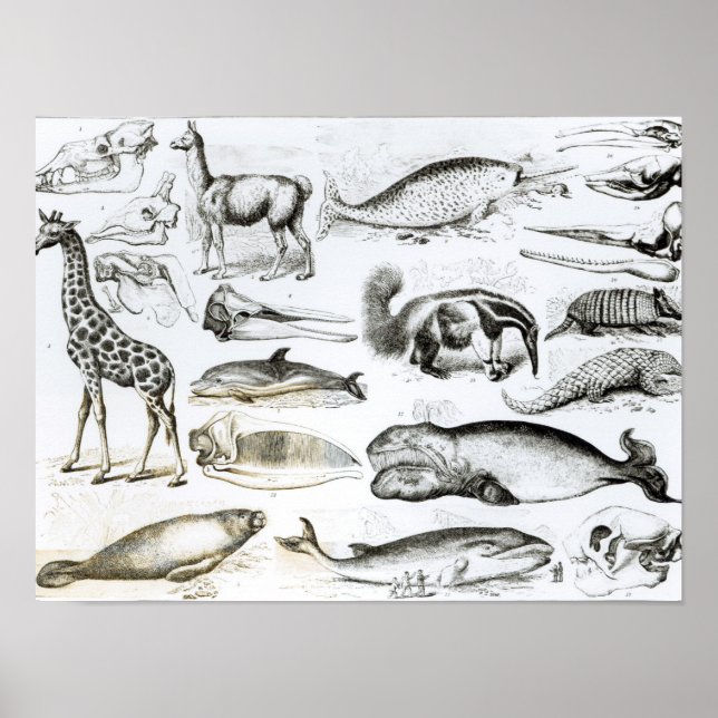 Affiche Cétacée Edentata (Devant)