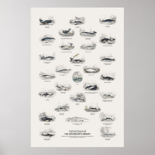 Affiche Cétacés - Bibliothèque du naturaliste