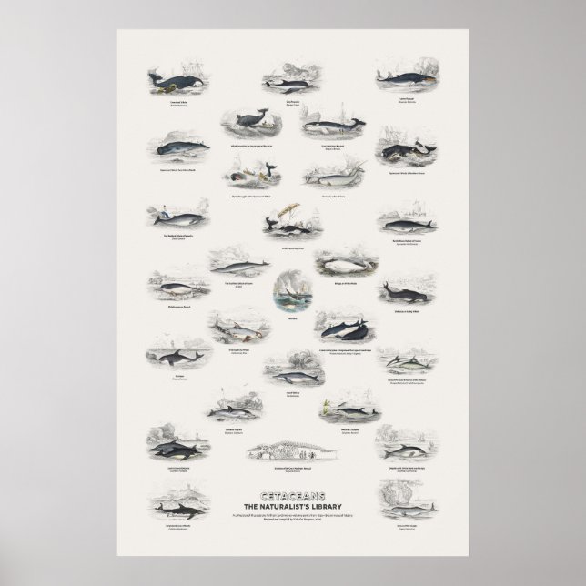 Affiche Cétacés - Bibliothèque du naturaliste (Devant)