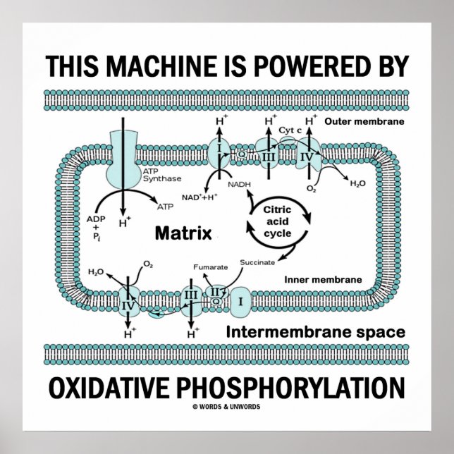 Affiche Cette Machine Alimentée Par La Phosphylation Oxida (Devant)