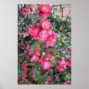 Affiche Chaenomeles japonica, coing ornemental