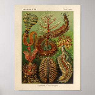 Affiche Chaetopoda vintage Color Ernst Haeckel Art Imprime