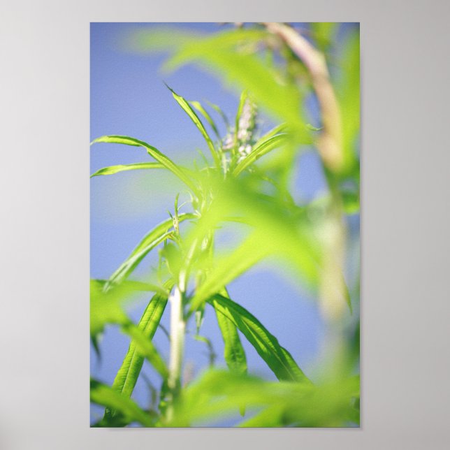 Affiche Chamaenerion angustifolium Feuilles verts (Devant)
