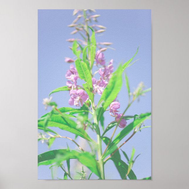 Affiche Chamaenerion angustifolium Fleurs de mauvaises her (Devant)