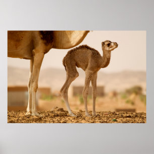 Affiche Chameau bébé