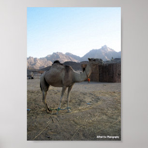 Affiche Chameau bébé dans le désert