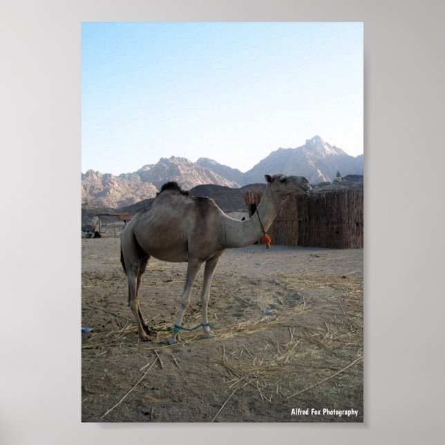 Affiche Chameau bébé dans le désert (Devant)
