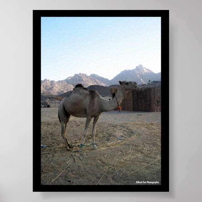 Affiche Chameau bébé dans le désert (Devant)
