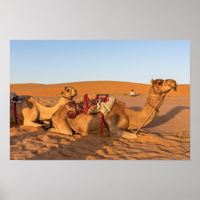 Affiche Chameaux dans le désert d'Oman (Devant)