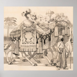 Affiche Chameaux Marchant Habillés En Costume