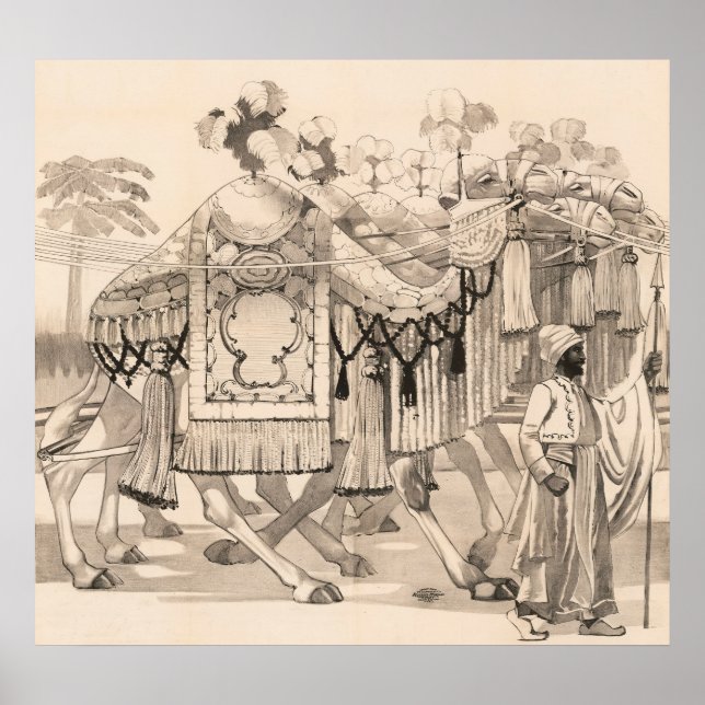 Affiche Chameaux Marchant Habillés En Costume (Devant)