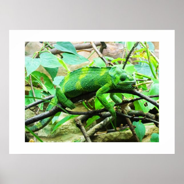 Affiche Chameleon (Devant)