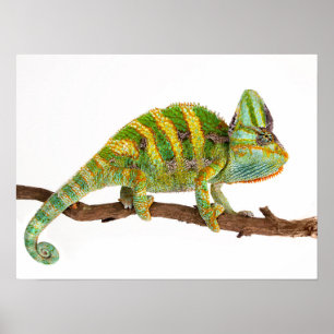 Affiche Chameleon