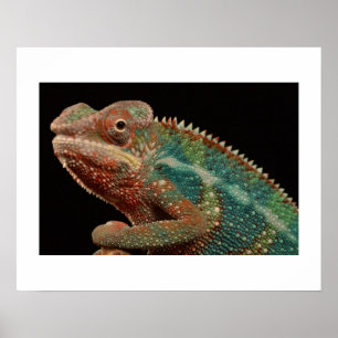 Affiche Chameleon