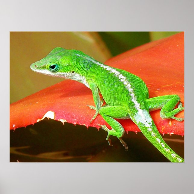 Affiche Chameleon 1 (Devant)