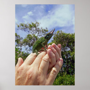 Affiche Chameleon de Jackson