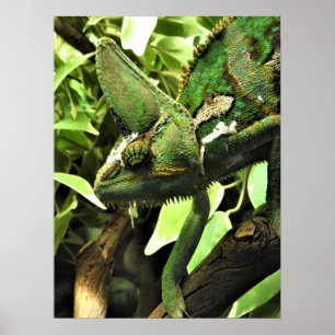 Affiche Chameleon voilé