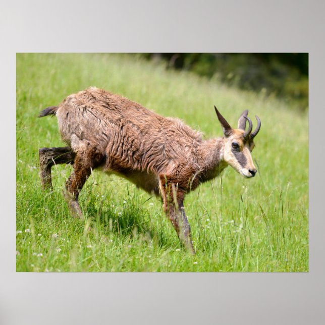 Affiche Chamois marchant sur l'herbe carte postale T-Shirt (Devant)