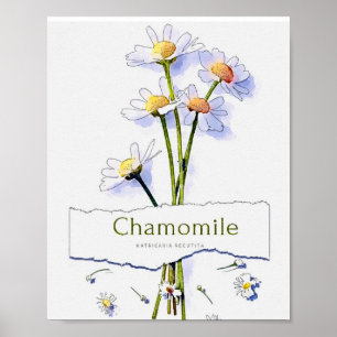 Affiche Chamomille peinture vintage à l'aquarelle