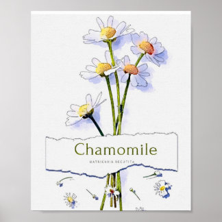 Affiche Chamomille peinture vintage aquarelle