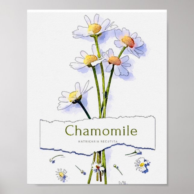 Affiche Chamomille peinture vintage aquarelle (Devant)