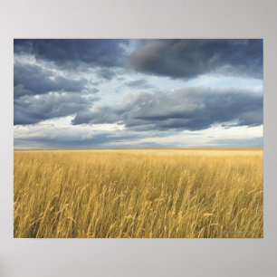 Affiche Champ avec des nuages de tempête
