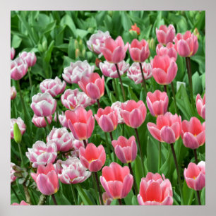Affiche Champ avec tulipes roses