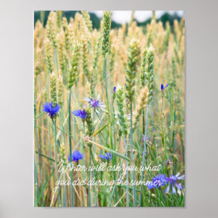 Affiche Champ de blé avec des bleuets
