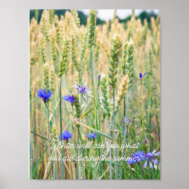 Affiche Champ de blé avec des bleuets (Devant)