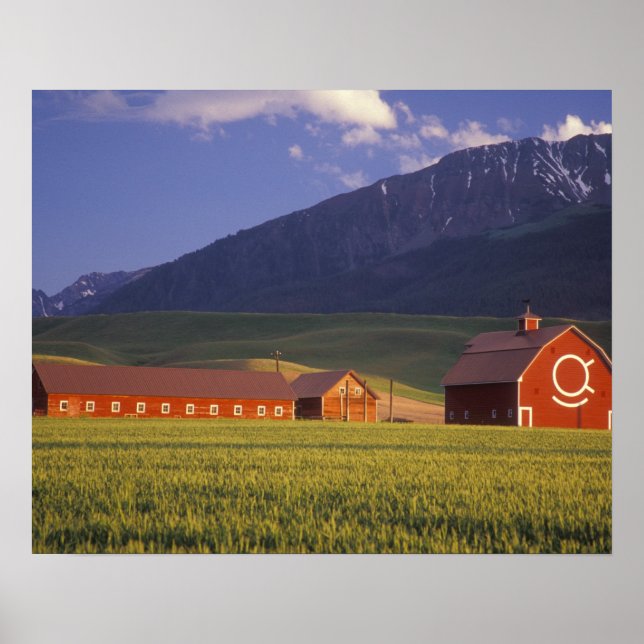 Affiche Champ de blé dans la vallée de Wallowa, juste à l' (Devant)