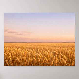 Affiche Champ de blé doré au coucher de soleil pastel Pays