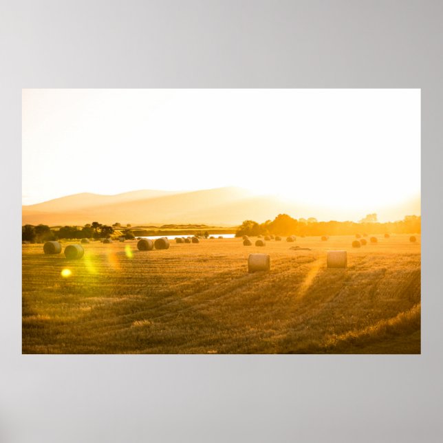 Affiche Champ de blé | Dornoch, Ecosse du Nord, UK (Devant)