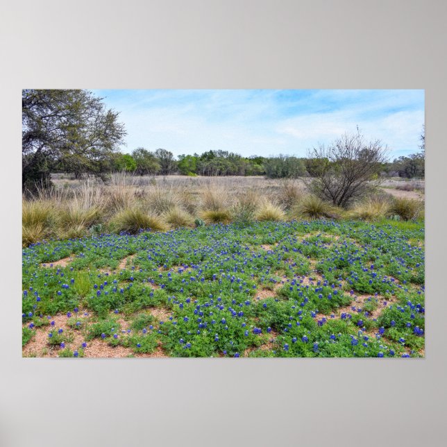 Affiche Champ de Bluebonnet, Austin, Texas (Devant)