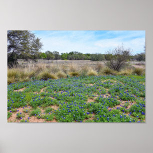 Affiche Champ de Bluebonnet, Austin, Texas