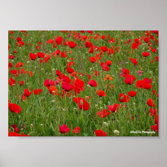 Affiche Champ de coquelicots (Devant)