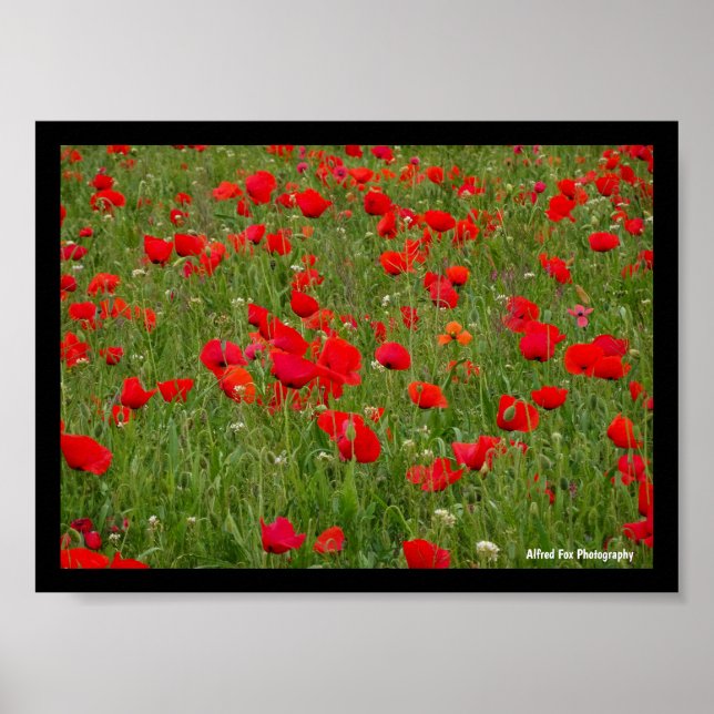 Affiche Champ de coquelicots (Devant)