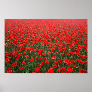 Affiche Champ de Coquelicots